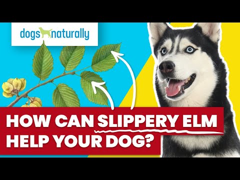 How Can Slippery Elm Help Your Dog?