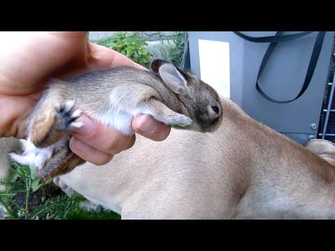 pitbull and the cotton tail baby rabbit
