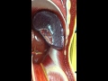 The Spleen