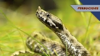 Snakes are like Venomous Fire Hoses