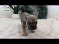 French Bulldog dogs for sale: Malory - Video 1