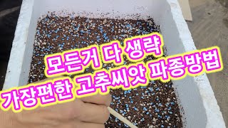 모든거 다생락 가장편한 고추씨앗 파종방법~ 파종시기 고추 씨앗심기, 발아방법,파종방법, 고추심는시기 고추재배…