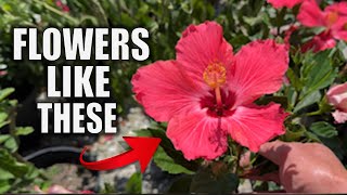 7 Hibiscus Care Tips That You Need to Know - Houseplant Care