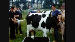 preview picture of video '1080 Dpi (deel 4.0) Steenwijkerwold in de jaren 60'