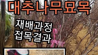 대추나무 묘목접목 재배과정 결과