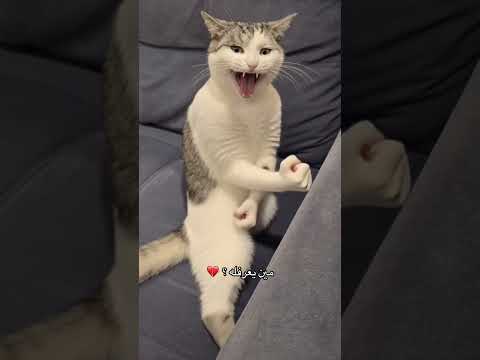 وش اعطيه 💔