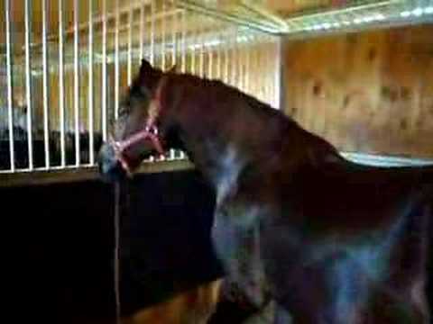 la casa del caballo Amigo