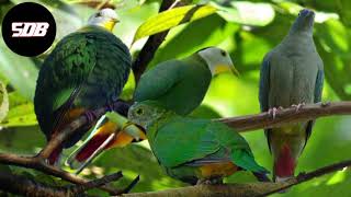 Download lagu 🟡terbaru suara burung walik kembang | punai kembang 100% JERNIH dan paling ampuh mp3