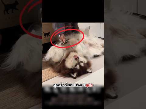 เธอเก็บขนของสุนัขถึง 2 ปีเต็ม.. เพื่อทำสิ่งนี้ 🐕