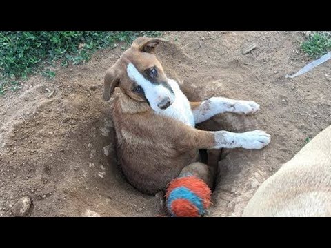 Собака неделями рыла яму, но никто не понимал зачем! Только посмотрите на это