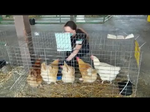 San Diego Humane Society helping animals, owners in Monterey