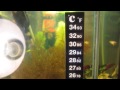 LCD термометр для аквариума.Плюсы и минусы. 