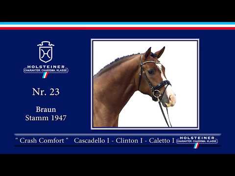 Holsteiner Körlot 2018 | Nr. 23 - CRASH COMFORT v. Cascadello I - Clinton I