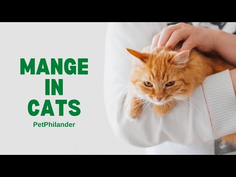 How to Treat Mange in Cats : Symptoms, Causes, and Treatments ! Pet Health