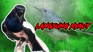 Download lagu Pancingan dasar kacer ngeplong, masteran kacer durasi panjang Berjam jam!! Awas Nyaut! mp3