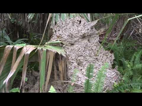 Giant Hornet Nest in the Florida Woods