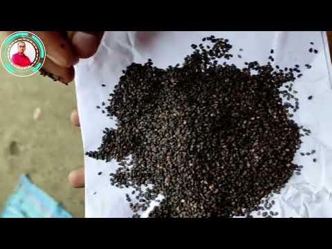 Natural Sesaame Seed Black Til Kala