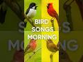 Morning Bird Sounds | Real Bird Chirping for Relaxation, Meditation, Focus & Deep Sleep