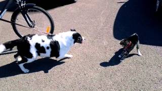 preview picture of video 'Dog gets clawed by angry cat in Iceland'