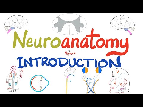 Introduction to Neuroanatomy - Learn the Basics - Neuroanatomy Playlist