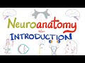 Introduction To Neuroanatomy Learn The Basics Neuroanatomy Playlist