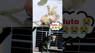 Pluto Bana BhootNath 😂 | #131 | #shorts #minivlog #dog