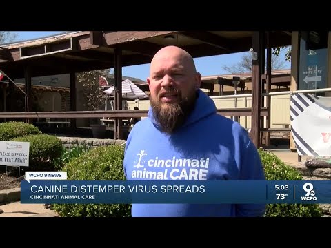 Distemper virus spreads inside animal shelter