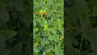 Download lagu 7번째이웃농가  왔어요  벌이 수정을 너무 많이했어요~~~^ #성주참외 #농장생활 #성주군귀농귀촌연합회 #farming #주말농장 #농촌봉사활동 #드론차광제도포 #드론방제 mp3