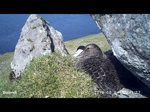 Æðureiður 04 June kl 1541