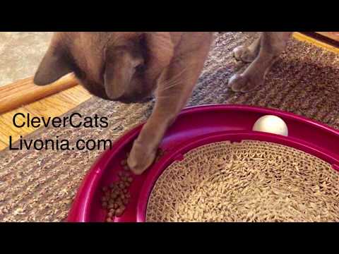 Burmese Cat Food Puzzle