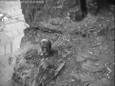 03/07/2017  05:02  Owlet leaves nest place and the ledge