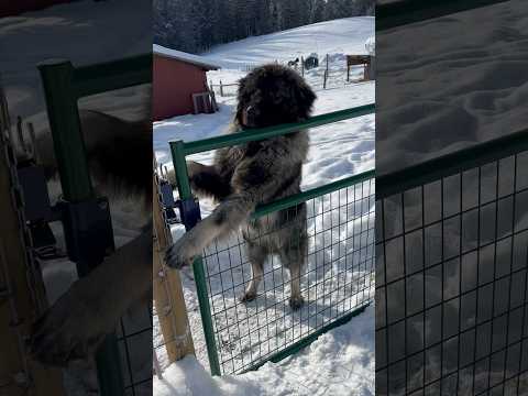 What Is Kronk Gonna Do Today? #sarplaninac #livestockguardiandog #napoleondynamite #farmanimals