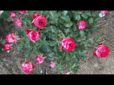 Ukrainian-bred roses: Hranatovyy Braslet, Klymentyna in my garden