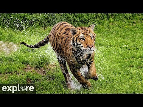 VIEW: 12 Live Cameras of All Your Favorite Animals