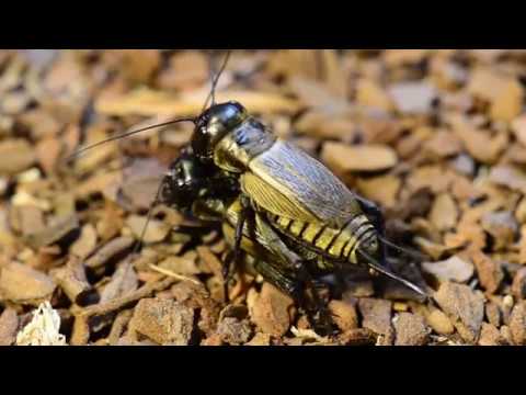 L'étonnante mue du grillon au printemps