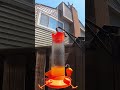 Baltimore Oriole as it drinks the nectar, a vibrant moment of nature's elegance captured.