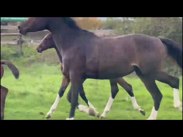Pouliche CSO bai foncée gros potentiel souche 145