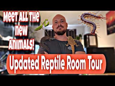 Reptile Room Tour 2025🦎🐢🐍🕷| My Updated Reptile & Animal Collection | WESTBAY REPTILES 