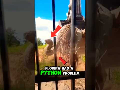 Robotic Rabbits vs Pythons in Florida