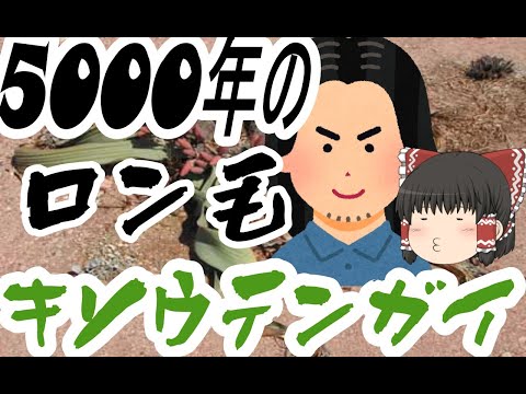 ナミビアのウェルウィッチア工場