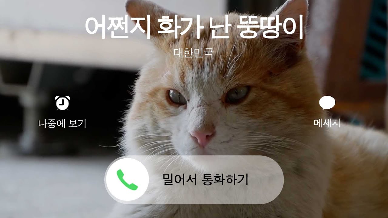 sub) 이번엔 뚱땅이에게 전화가 왔다! haha ha채널 고양이 언어해석 2탄