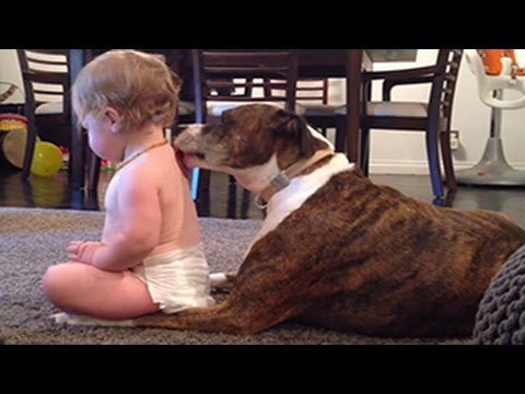 Perros inteligentes enseñanza Compilación Bebés Cosas 2014 [HD VIDEO]