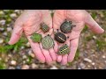Turtle Hatching Season Is Here Garden State Tortoise
