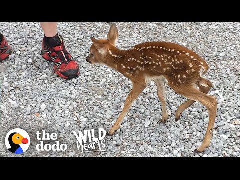 Baby Deer Asks People to Save Her, They Deliver!
