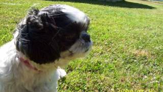 Lady Lou - Pretty in Punk - Fall Out Boy - HQ