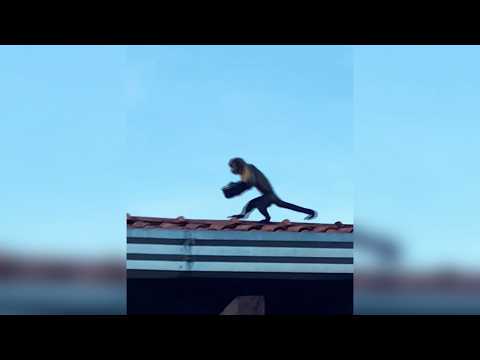 Macacos invadem casa, roubam panela e fazem almoço no telhado em MT
