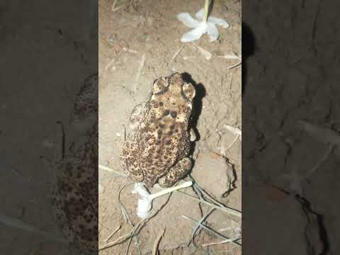 Frog for jumping 😦😁🐸 #viral #video #youtube #viralvideo #shorts #trending #frog @animal01lover