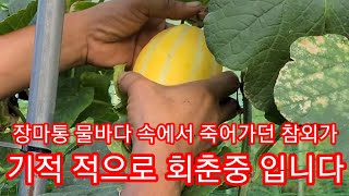 물난리에 죽어가던 참외가 회춘하고 있습니다~ 인간극장.주말농장,텃밭,귀농,귀촌,전원일기