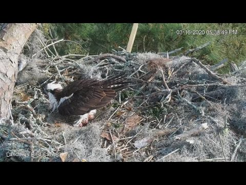 Egg #4 Arrives In Savannah Osprey Nest! – March 16, 2020