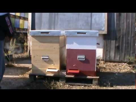 1. Video Apicultura - Teorie si practica despre avantajele iernatului 3 in 1 la Bio Stup vatra 1/4